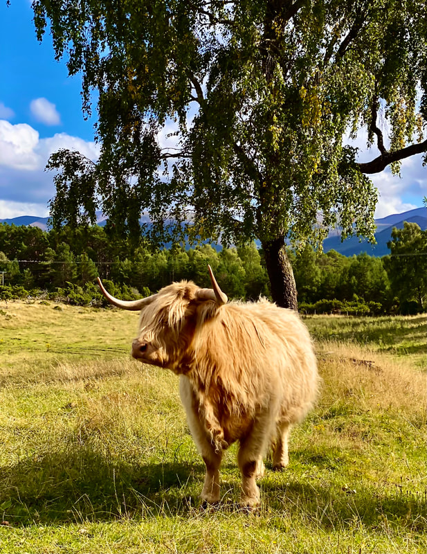 Highland Cow - Travel Photography - Scotland